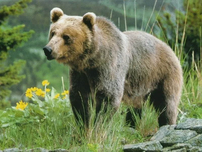 Желчь медведя – компоненты состава и воздействие на организм