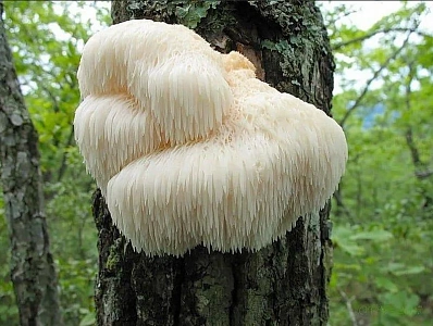 Ежовик гребенчатый – состав и свойства удивительного гриба