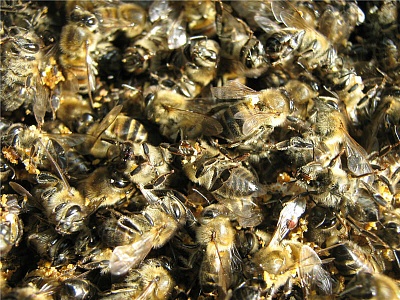 Пчелиный подмор, 100 грамм